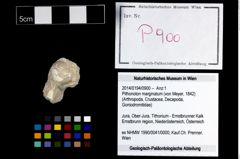 Foto (Objekt + Etikett) von Pithonoton marginatum (von Meyer, 1842)  (NHMW-GEO-2014-0194-0900)